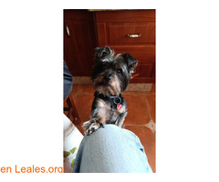 PERRO PERDIDO / 1