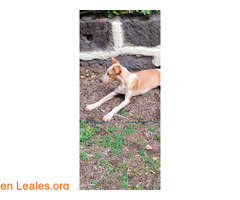 Podenco joven y sociable / 1