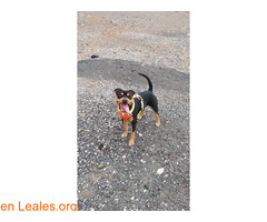 Akira busca urgente adopción / 1