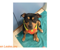 Akira busca urgente adopción / 2