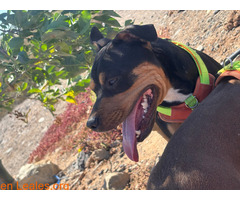 Akira busca urgente adopción / 3