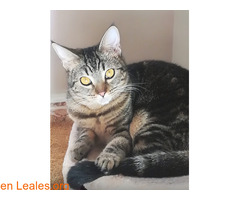 GATA PÉRDIDA EN INGENIO / 2