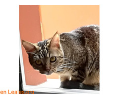 GATA PÉRDIDA EN INGENIO / 3