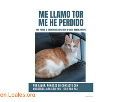 Gato Perdido Madrid / 1