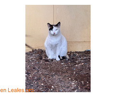 Gata blanca busca adopción / 1