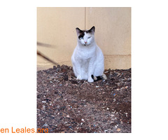 Gata blanca busca adopción / 2