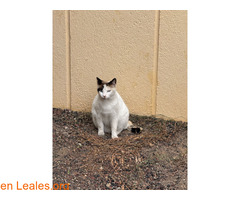 Gata blanca busca adopción / 3