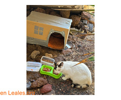 Gata blanca busca adopción / 4