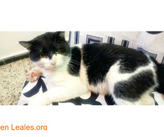 Gato cojo busca adopción / 1
