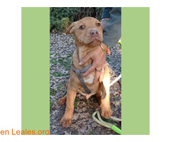 Balcón en adopción / 1
