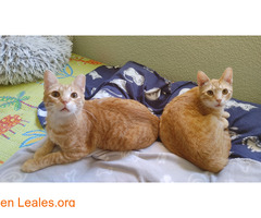 Aldrin y Neil necesitan adopcion urgente / 1