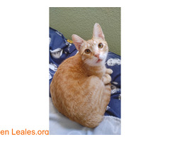 Aldrin y Neil necesitan adopcion urgente / 2