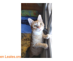 Aldrin y Neil necesitan adopcion urgente / 3
