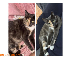 Gata perdida en La Isleta