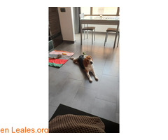 Beagle ya adoptado