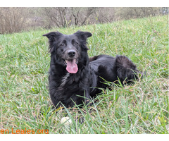 SOS acogida para Rex / 3