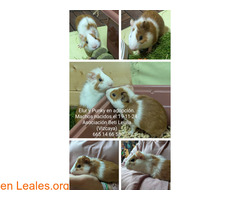 Elur Y Punky buscan familia