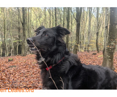 SOS acogida para Rex / 6