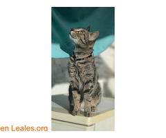 Gata perdida en La Isleta - Las Palmas
