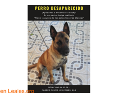 Perro desaparecido "Lucky"