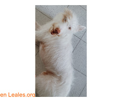 Pol en adopcion