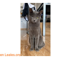 Gata perdida en vecindario