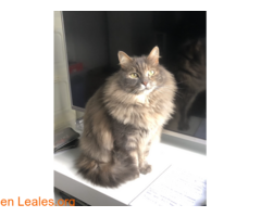 Gata perdida en Albaida del Aljarafe