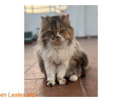 Gatita perdida el Calero Telde