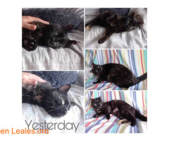 Yesterday en adopción / 1