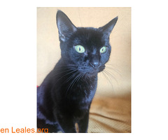 Gato perdido urgente / 1