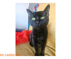 Gato perdido urgente / 2