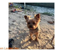 PERRO DESAPARECIDO / 1