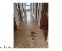Perro Desaparecido Vimianzo / 2