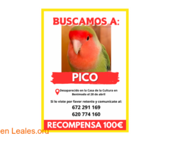 Agaporni perdido / 3
