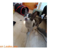 Gatita ya adoptada / 1