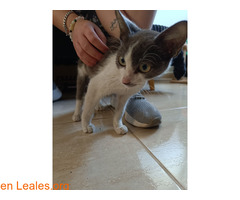 Gatita ya adoptada / 2