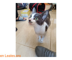 Gatita ya adoptada / 3