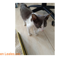Gatita ya adoptada / 4