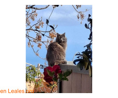 GATA PERDIDA / 1