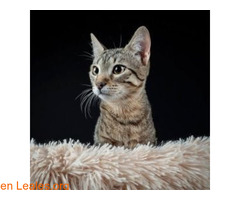 NATILLA (01/02/2025) / 1
