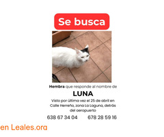 GATA PERDIDA, LA LAGUNA, LOS RODEOS