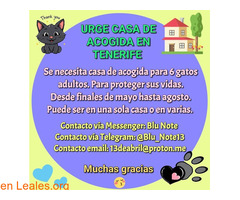 ACOGIDA 6 GATOS / 1