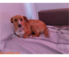Kiara busca un hogar / 1