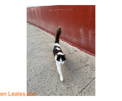 En adopción responsable / 1