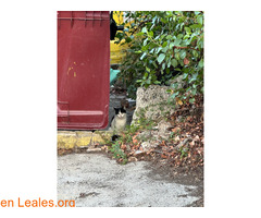 En adopción responsable / 2