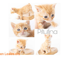 Pitufina en adopción / 1