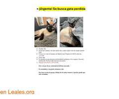 Urgente gata perdida