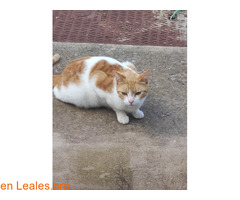 Encontrado en Paseo de chil / 1