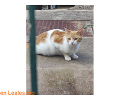 Encontrado en Paseo de chil / 2