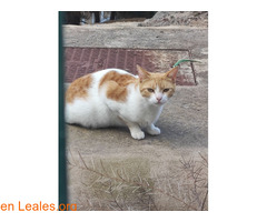 Encontrado en Paseo de chil / 3